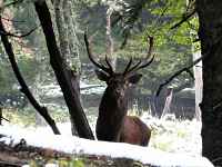 Le brame du cerf
