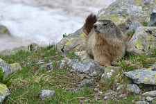 Randonnée avec les Marmottes