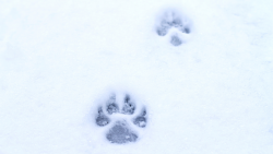 Traces de vie en montagne