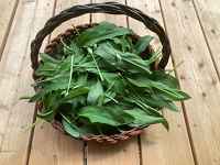 Nourriture sauvage - Savourez la nature !