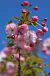 Prunus serrulata "Little Pink Perfection"