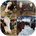 GAEC Le Val Mont-Blanc - Traite des vaches