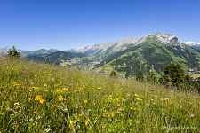 Randonnée 1/2 journée Plantes comestibles et médicinales