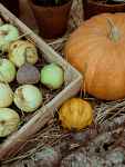 Fête de l'Automne