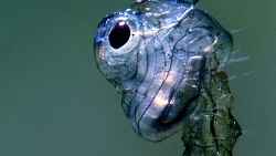 Les Vendredis Midis : MIDI RENCONTRE - Bernard Baranger ­| Photographe animalier