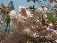 Prunus serrulata "Ichiyô"