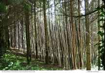 Sentier pédestre Art et Nature