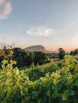 Point de Vue Vignes de Carra