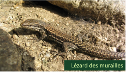 Opération Sang-Froid : mission reptiles à Combloux !