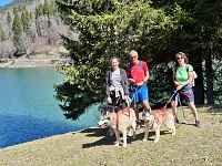 Canirandonnée avec les chiens de traîneaux (pour ados et adultes)