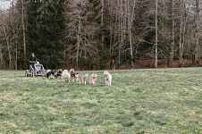 Balade cani-kart en forêt