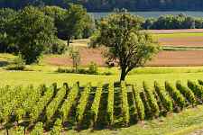 Randonnée VAE : Terroir et vignobles de Seyssel