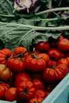 Film documentaire : Rencontres de l'alimentation durable