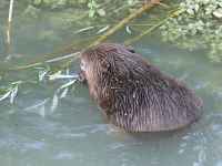 Sur les traces du castor des Usses