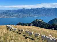 Destination l’atypique alpage de Neuvaz