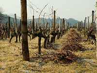 Le Vignoble de Marin