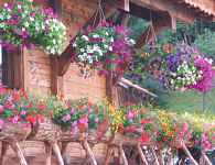 Vente de Fleurs et de Plantons