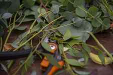 Atelier pratique : empreintes végétales