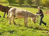 Balade sur le sentier de Bellevaux avec un bourriquet
