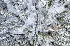 Bain de forêt en collectif