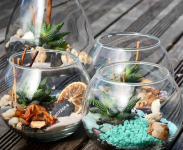 Atelier créatif : Création d'un TERRARIUM