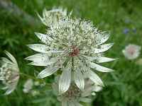 Journée botanique perfectionnement