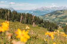 Rando plantes culinaires et médicinales