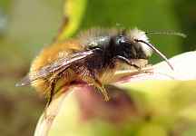 SPIPOLL - Photographiez les insectes pollinisateurs