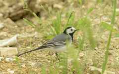 Comptage national des oiseaux des jardins