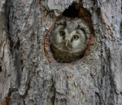 Balade nocturne - Chouette soirée dans les bois