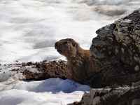 Le réveil de la marmotte