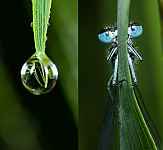 La photo MACRO en pratique !