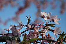 Prunus x subhirtella var. pendula rubra