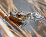 A la découverte des amphibiens