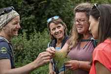 Plantes sauvages comestibles et médicinales : stage