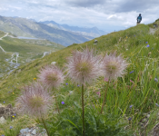 Sortie découverte de la biodiversité - Nancy sur Cluses