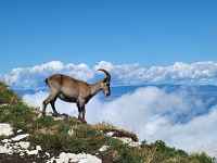 Randonnée encadrée traces et indices d'animaux