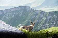 Activité montagne enfant 8-13 ans : Faune aventure