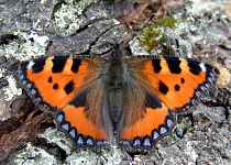 Sortie Papillons