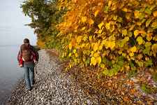 Sentier de la pinède