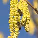 Les trésors d'abeilles