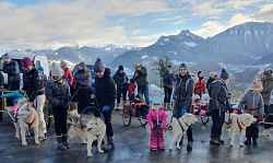 Chiens de traîneaux, Père Noël et Papillotes