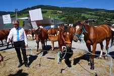 Concours aux poulains