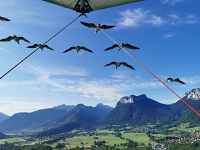 Ulm avec les oiseaux migrateurs