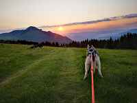 Sortie cani balade