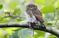 Conférence LPO : enquête chauve-souris et chouettes – Explorez la nuit dans le cadre de l’ABC