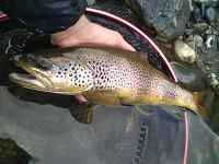 Stage de pêche de la truite aux leurres