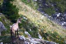 Randonnée - A l'affût des chamois